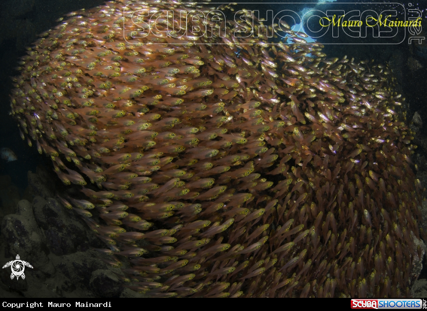 A Glassfish