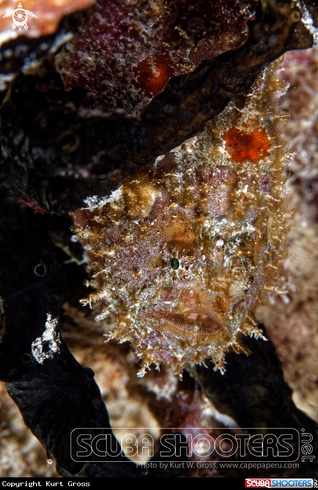 A Frog Fish