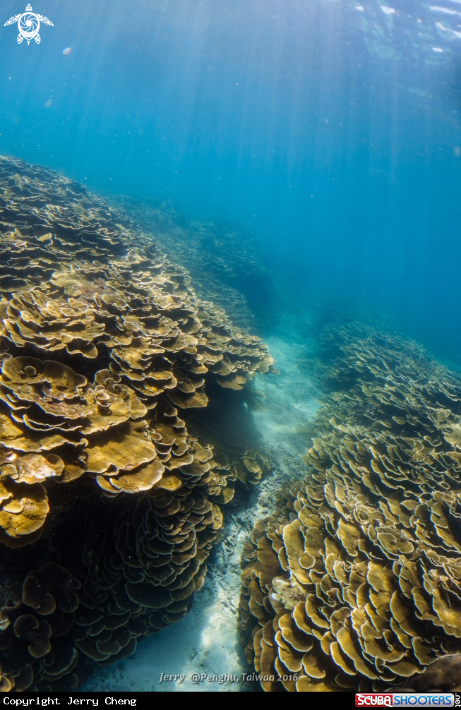 A Coral