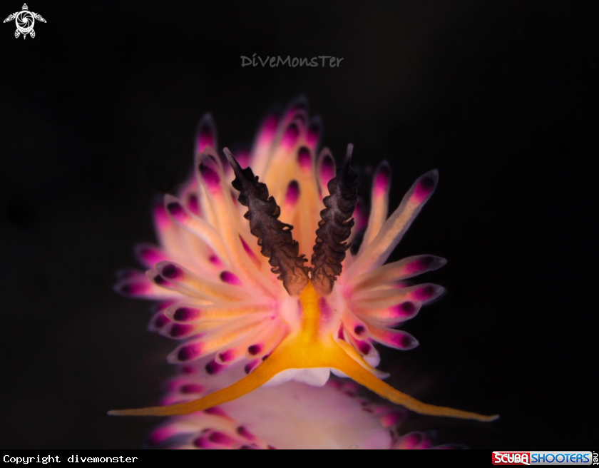 A Nudibranch