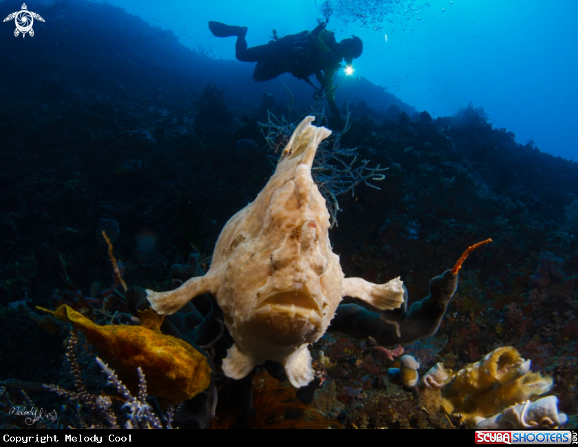 A frog fish 