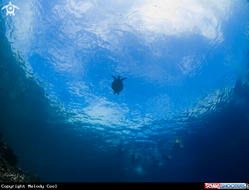 A sea turtle 