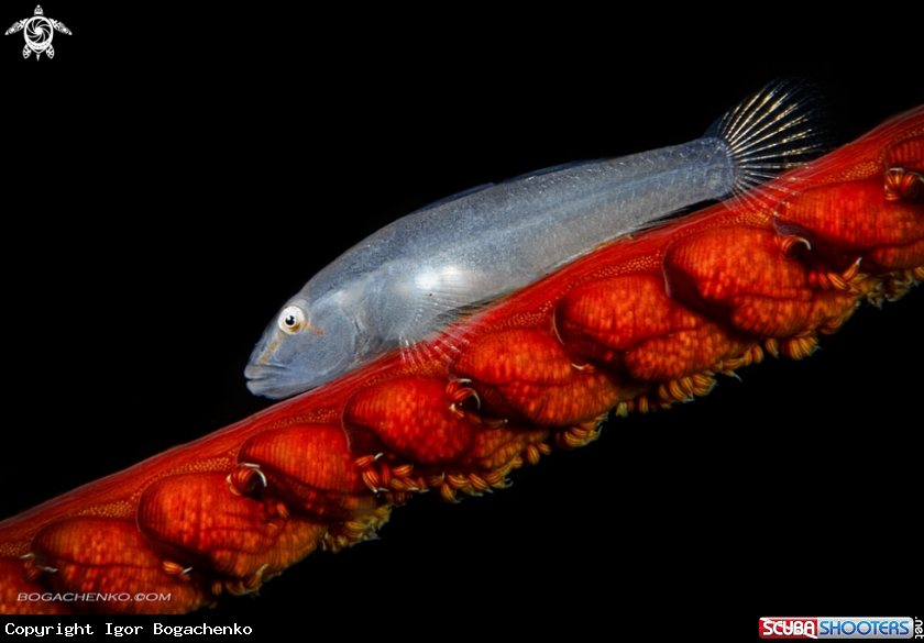 A Goby