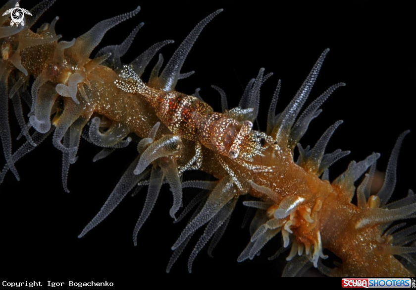 A Shrimp