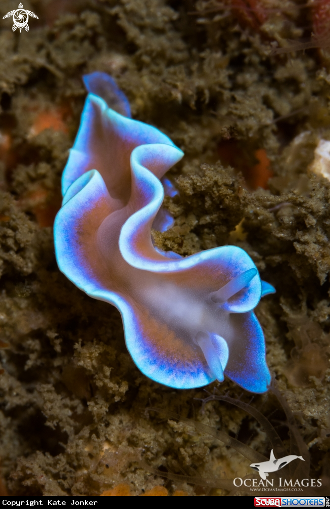 A Frilled Nudibranch
