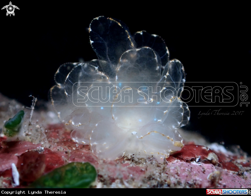 A Butterfly Nudi