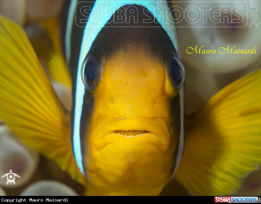 A Clown fish