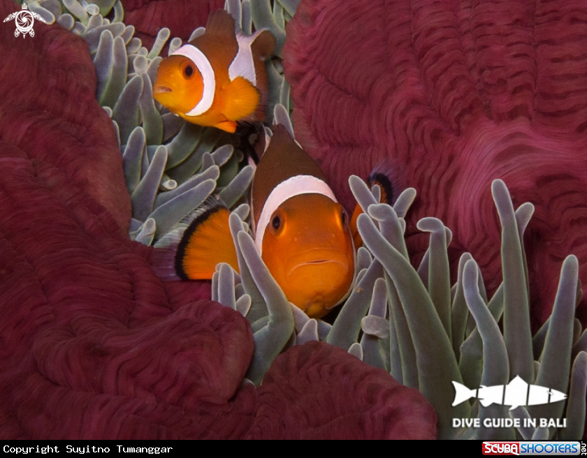 A Anemonefish