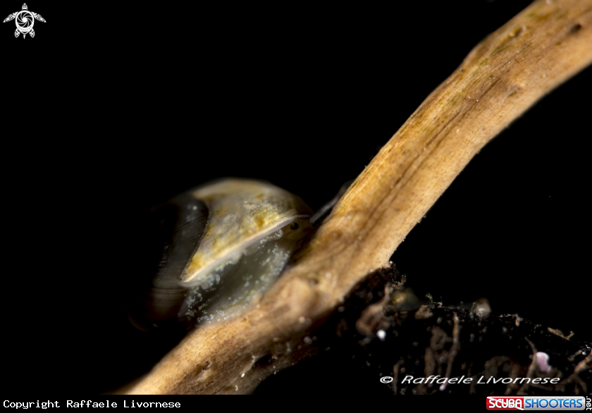 A Snail