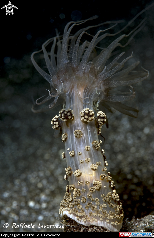 A Alicia mirabilis
