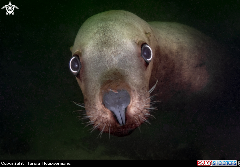 A Steller Sea Lion