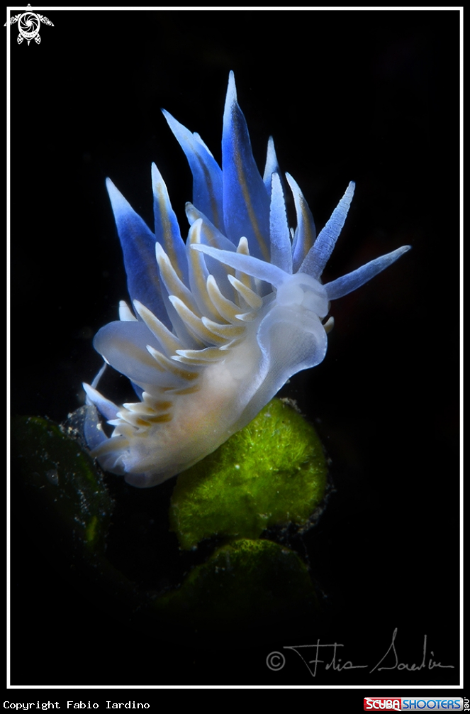 A Eubranco Tricolore