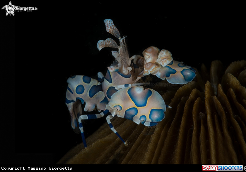 A arlequin shrimp