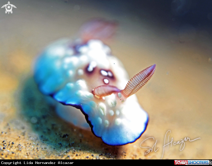 A nudibranch