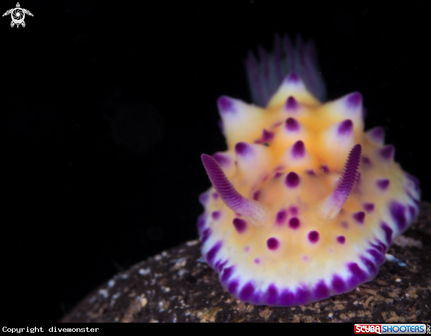 A Nudibranch
