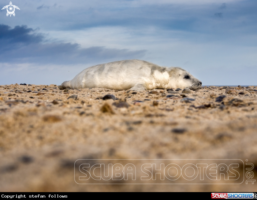 A Grey Seal (pup)