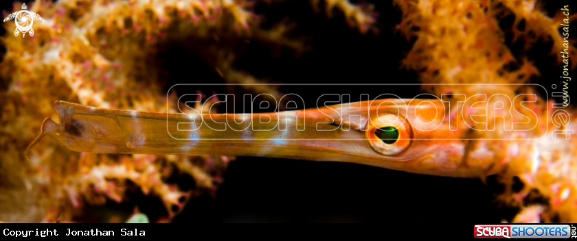 A Trumpetfish