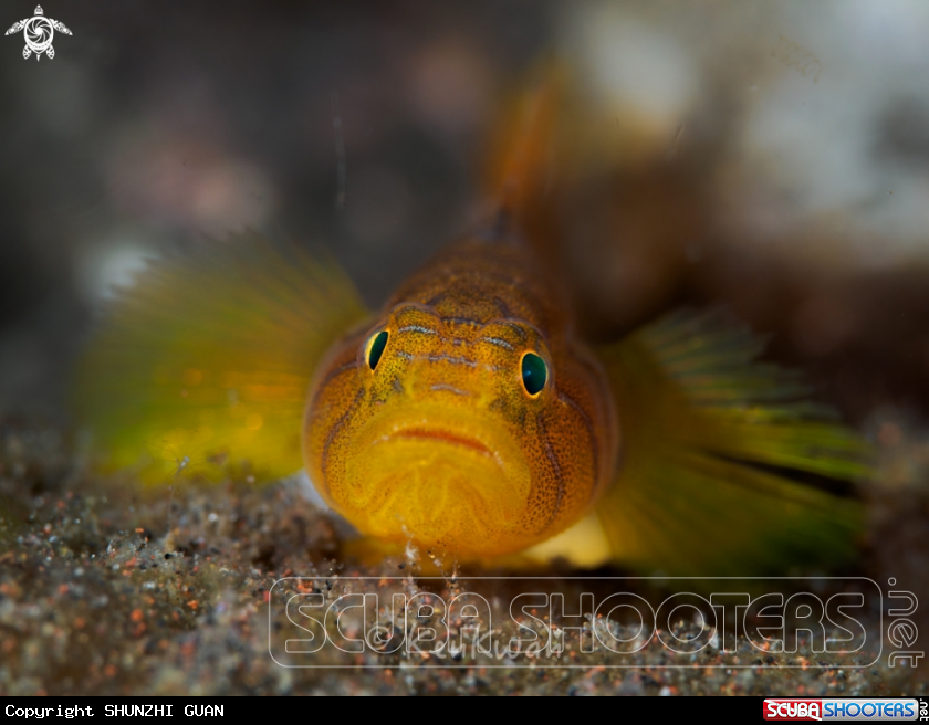 A Goby