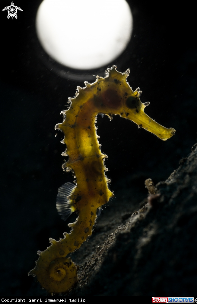 A Seahorse
