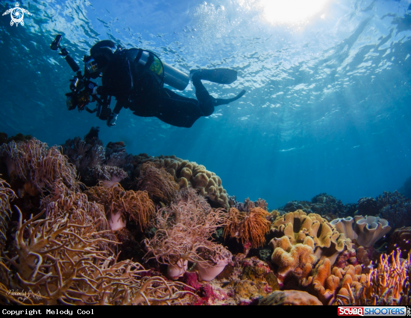 A soft coral 
