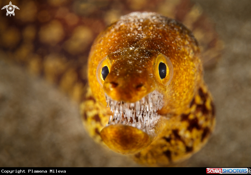 A Fangtooth moray