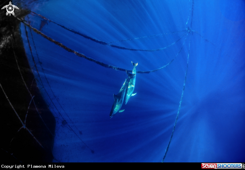 A Dolfins