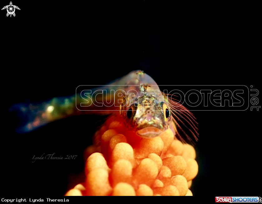 A Whip Goby