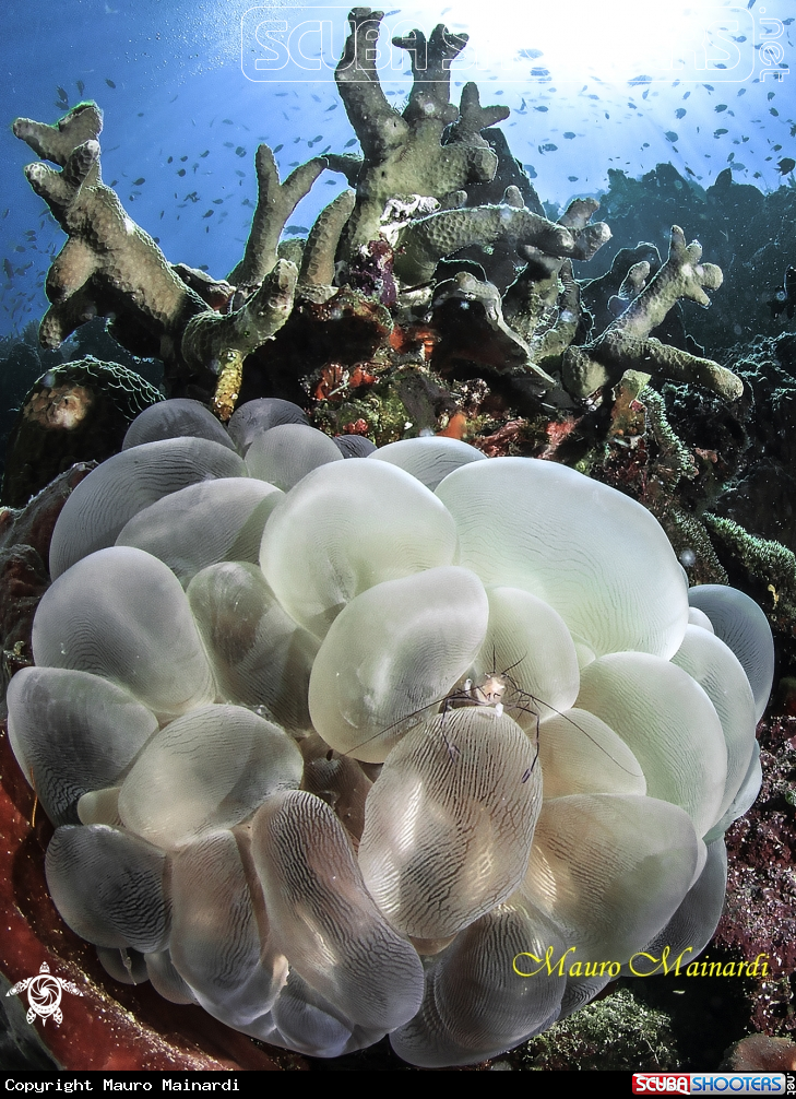 A Coral bubble shrimp