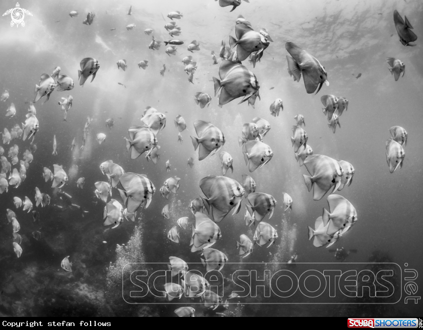 A Longfin Batfish