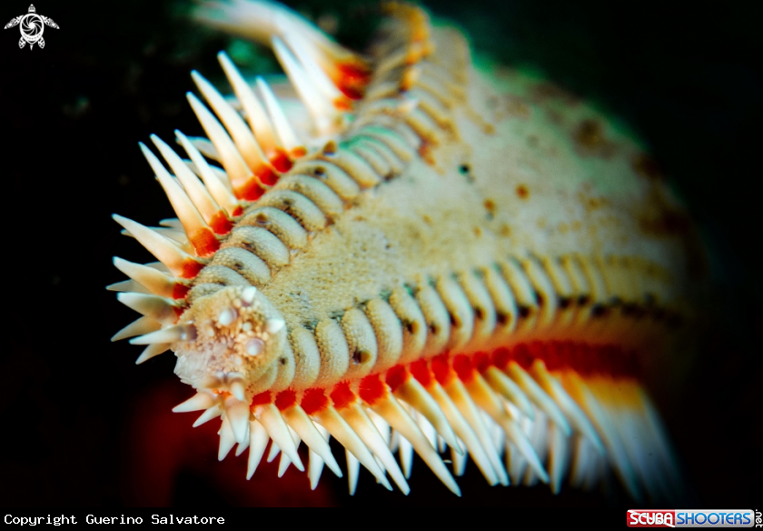 A Asteroidea