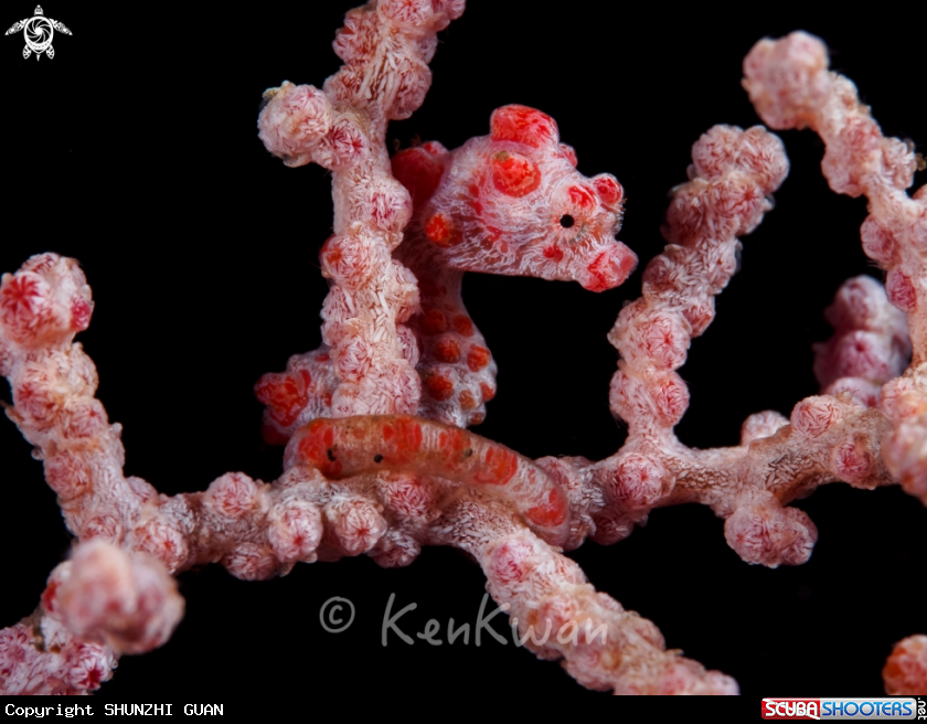 A Pygmy Seahorse