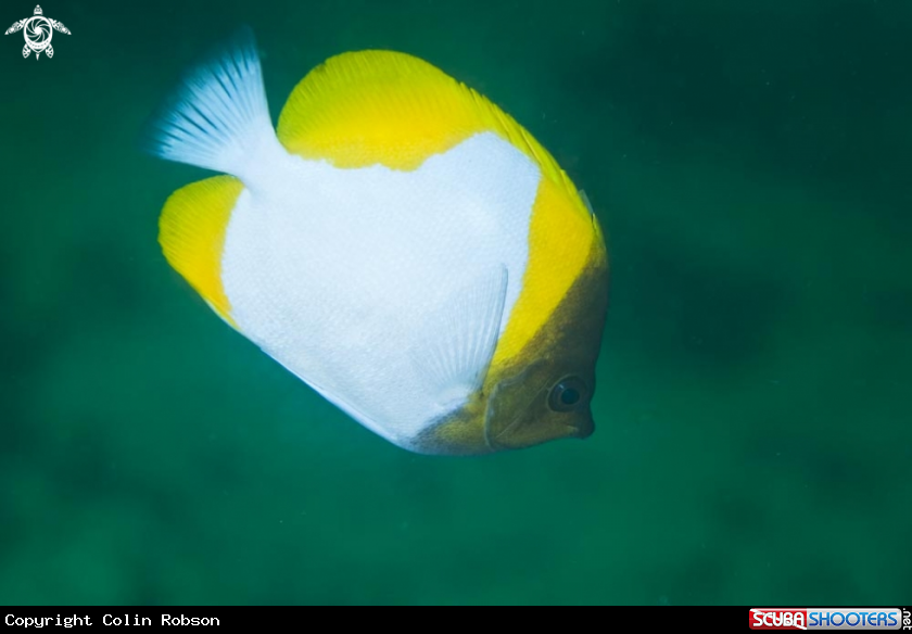 A reef fish