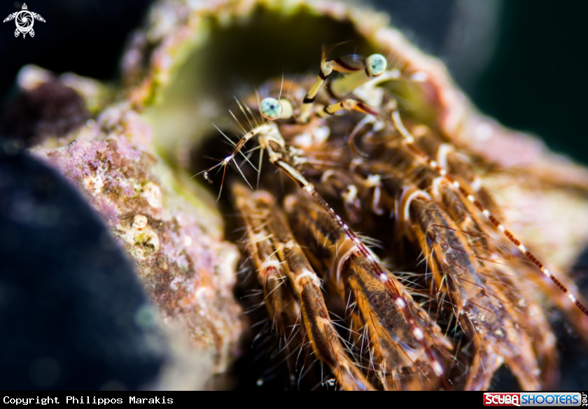 A crab