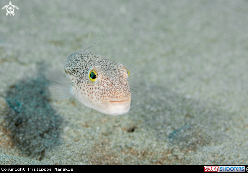A Lagocephalus