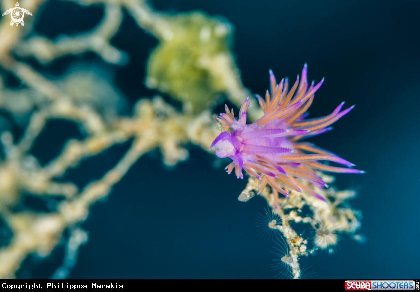 A Nudibranch