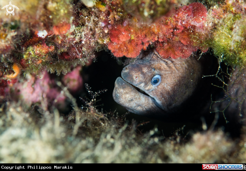 A Moray eel