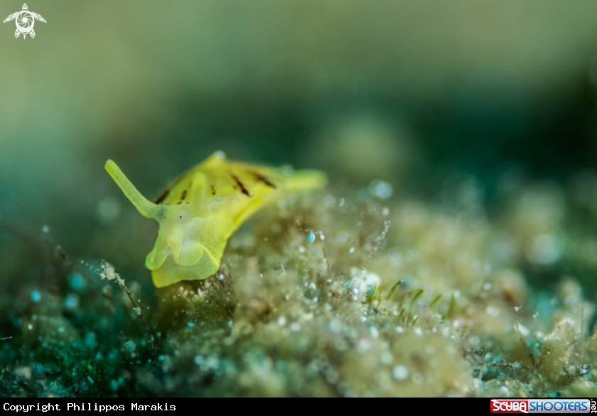 A Nudibranch