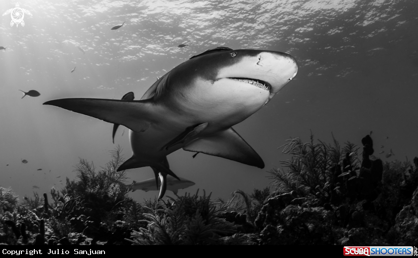 A Lemond Shark