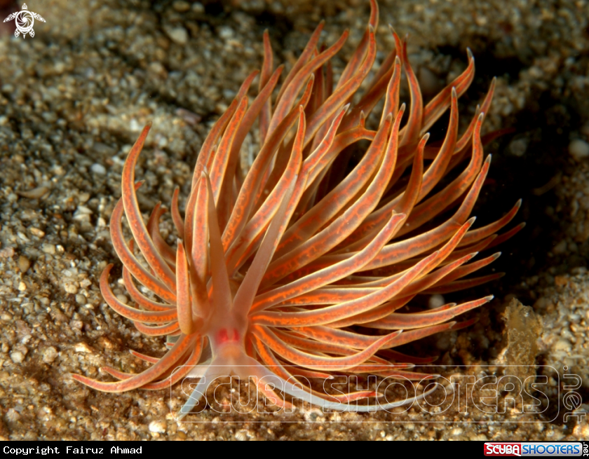 A underwater creature