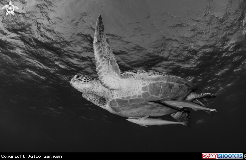 A Turtle