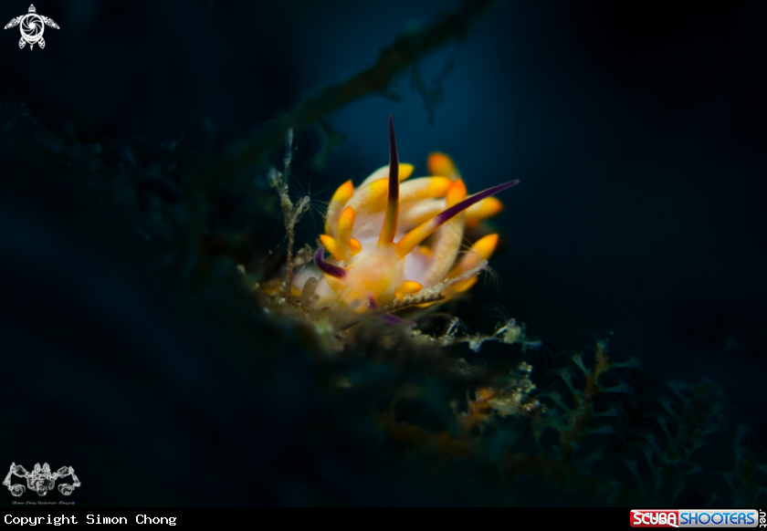 A Nudibranch