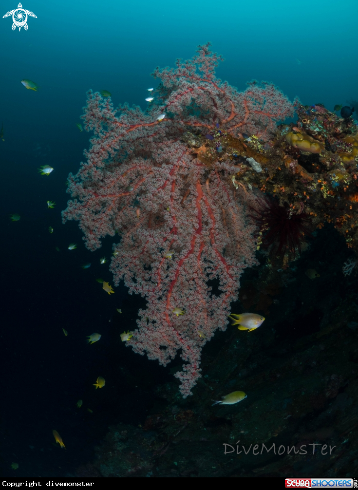 A Reef