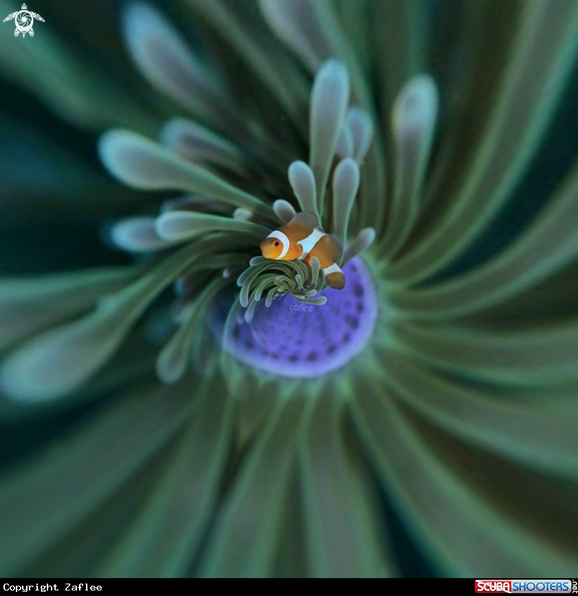 A Clown fish