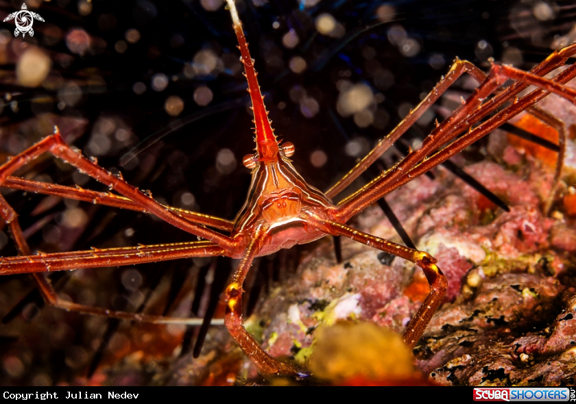 A Arrow Crab