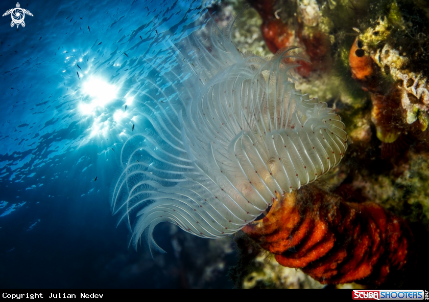 A Tube Worm