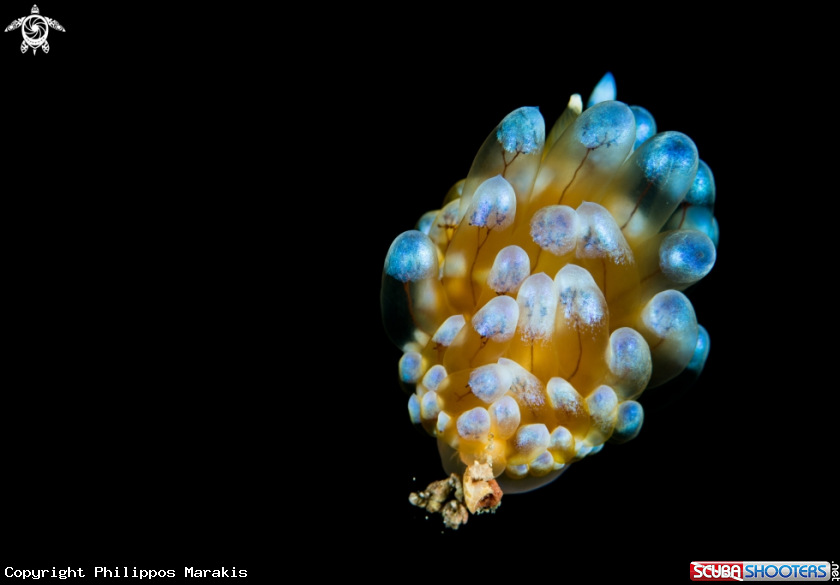 A Nudibranch