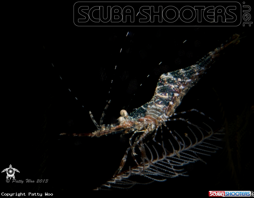 A Hydroid Shrimp