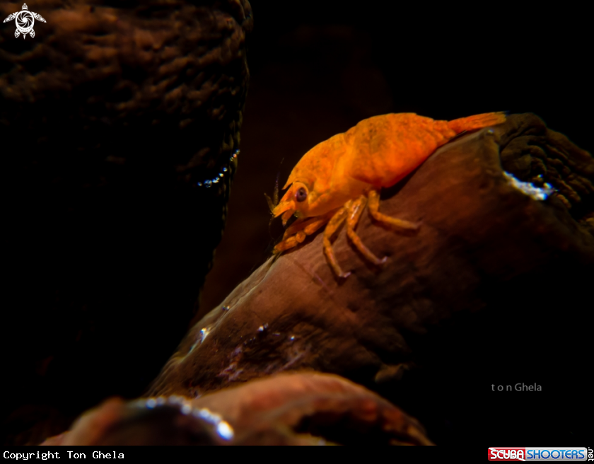 A Commensal shrimp