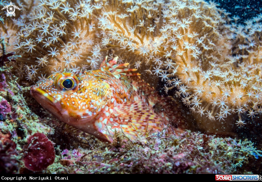 A Marbled rockfish