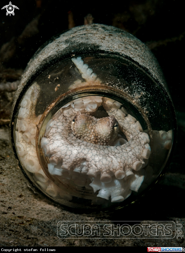 A Coconut Octopus
